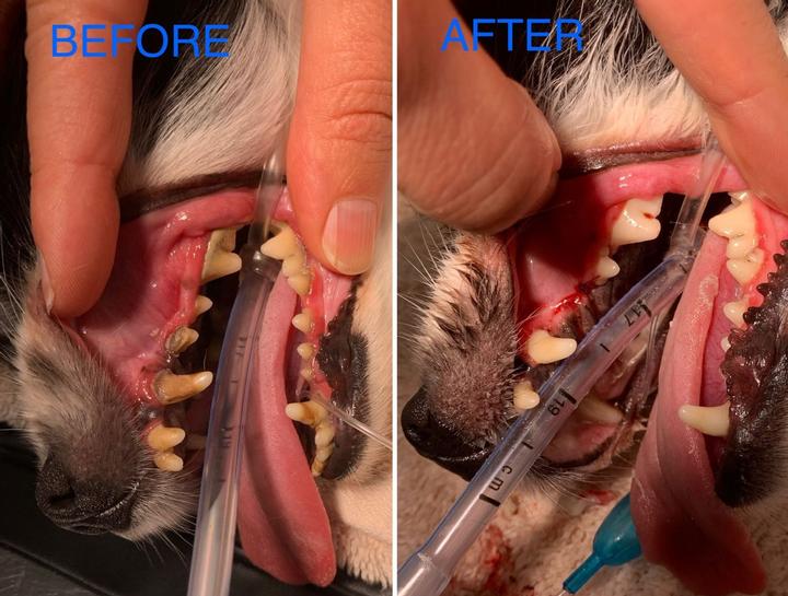 Pet Dental Care in $city