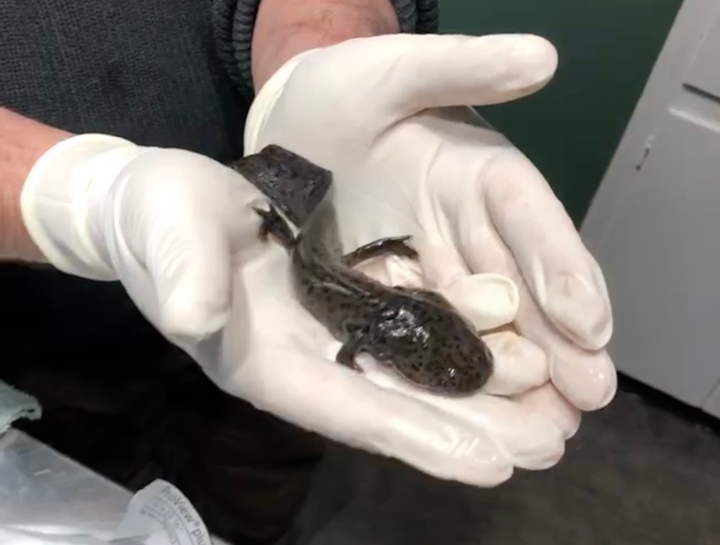 Fish Veterinarian